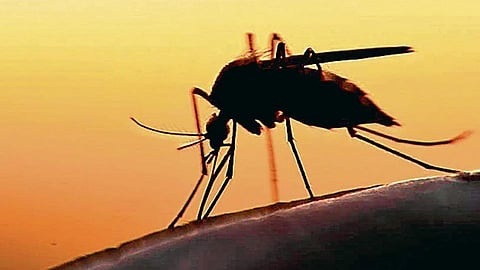 Malaria