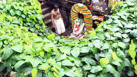 Panachikkad temple