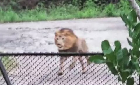 Missing Lion At Tamil Nadu Zoo Found In Safari Zone 