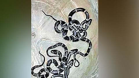 Snake rescue Mampad