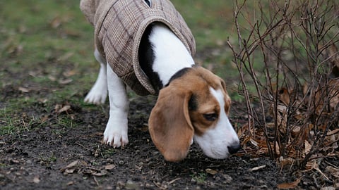 Dog Sniffing