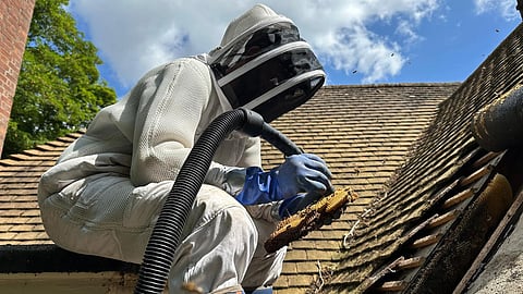 Beekeeping 