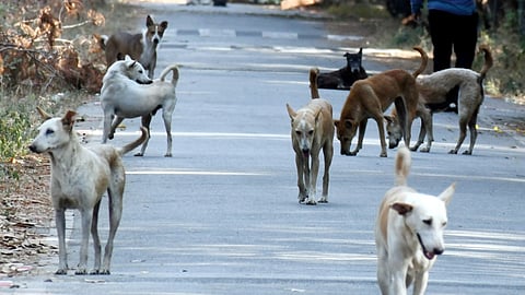 Stray Dogs