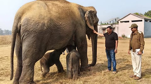  Elephant Gives Birth To Twin Calves In Panna Tiger Reserve 