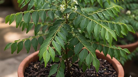 Curry leaves