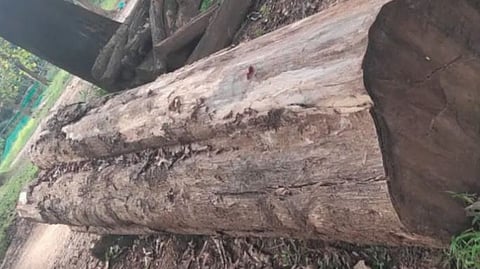 nilambur teak wood