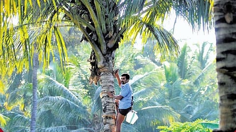  Toddy Tapping 