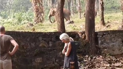 wild elephants is a wonder for the foreign tourists who came to see the Athirappilly 