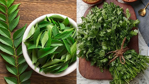 curry leaves and coriander leaves