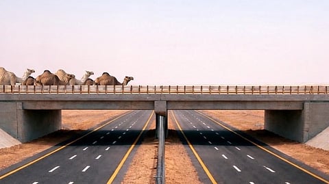 Saudi Arabia camel