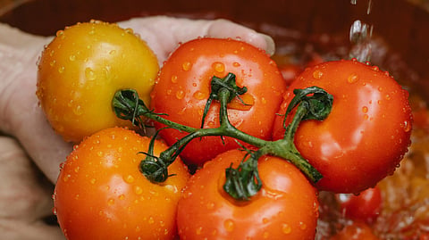 tomato