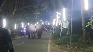 Wild elephants