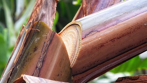 Banana Stem