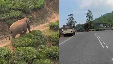  idukki Munnar tusker Padayappa enters musth