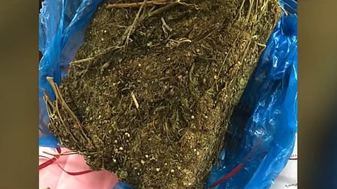Hybrid Cannabis