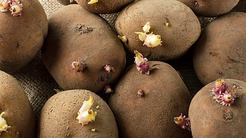 sprouted potatoes