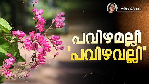 Coral Vine
