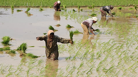 Agriculture
