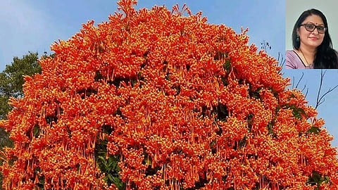 Flame Vine