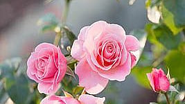 Rose flowers