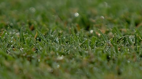 Dew Cure