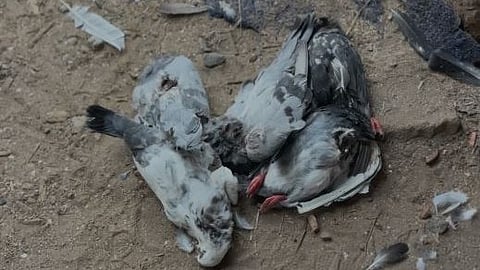 pigeon