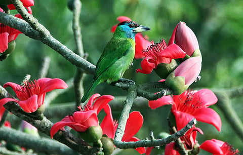 Bird 
