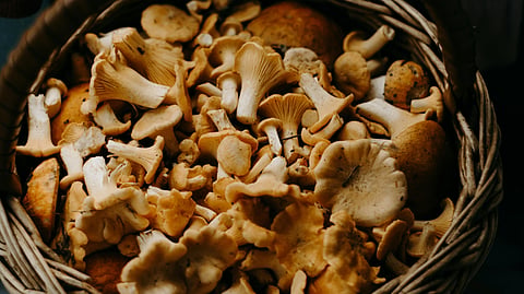 Mushrooms