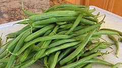 Beans