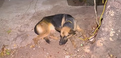 A bedridden elderly woman was bitten to death by stray dogs in Thrissur update
