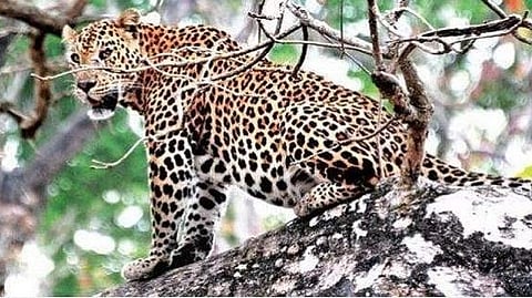 Compensation for wildlife attack fatalities increased to 14 lakhs