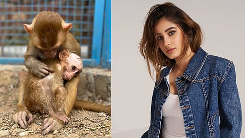 Rasha Thadani