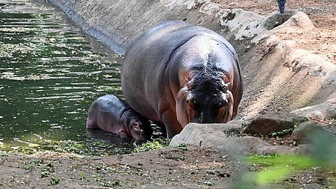 Veterinary doctor killed in hippo attack at Shivamogga safari zoo
