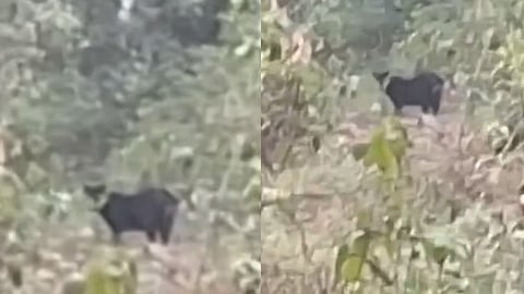 black panther