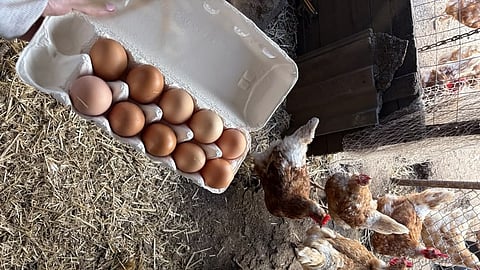 Birdflu and eggs