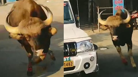 wild buffalo