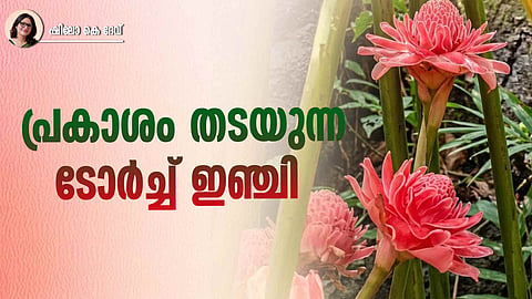 Torch ginger plant (Etlingera elatior) with vibrant flower highlighting its uses, benefits, and cultivation aspects