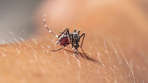 Chikungunia Cases