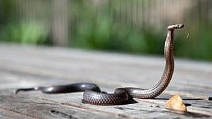 snake bite