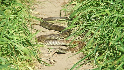 Snake