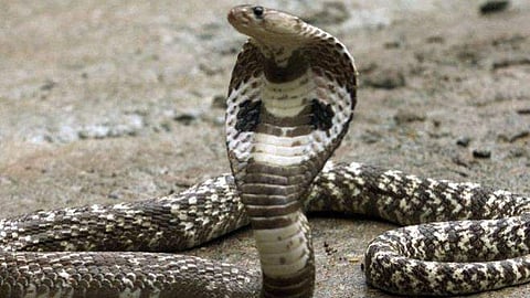 snake bite