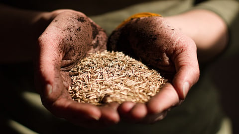 Global food crisis