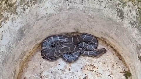 Python