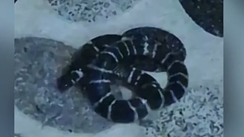 snake bite