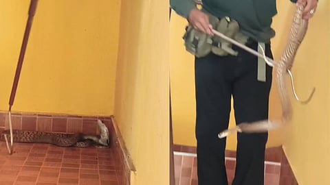 Cobra in apartment