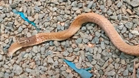 snake 