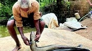 Jaleel: The Protector of Mada Meen (Eels) in Panniyur, Kannur