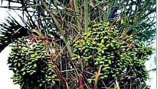 Dates Cultivation Kannur