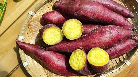 Sweet Potato 