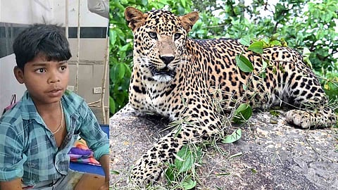 Satyam, Leopard